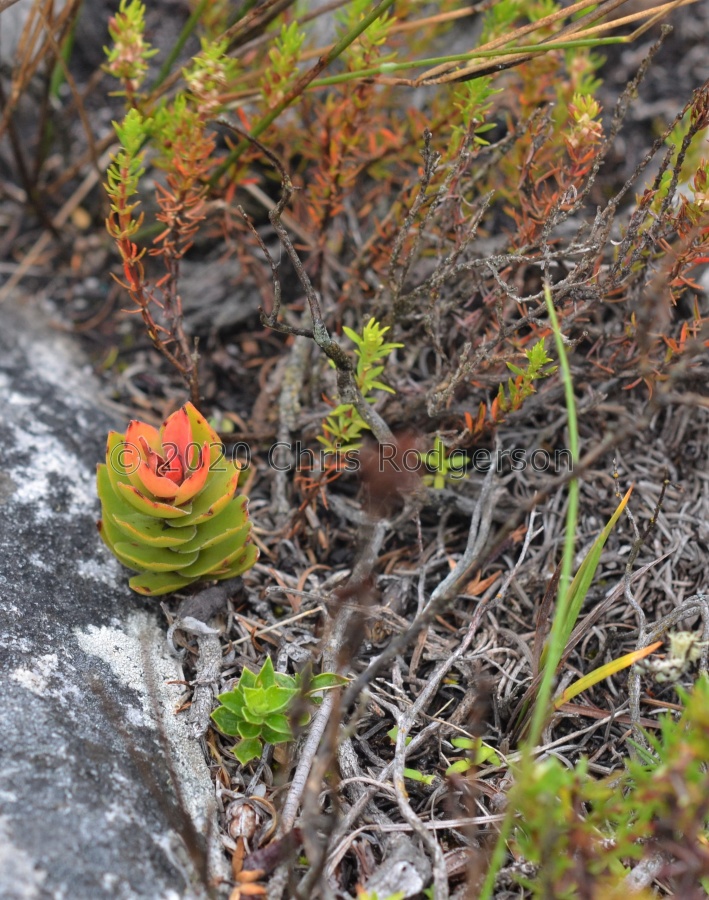 coccinea Cape Town (photo Marc Mougin.jpg