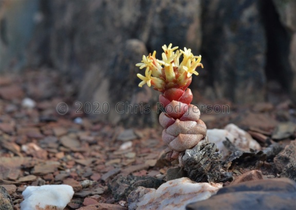 columnaris ssp.prolifera E Vanrhynsdorp (photo Marc Mougin)