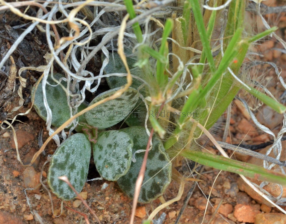 schuldtianus Windhoek (photo Marc Mougin).jpg