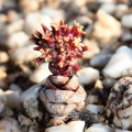 columnaris ssp prolifera N Vanrhynsdorp (photo Mike Thewles)