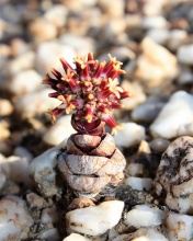 columnaris ssp prolifera N Vanrhynsdorp (photo Mike Thewles)