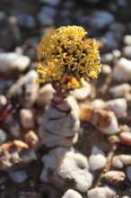 columnaris ssp prolifera N Vanryhnsdorp (photo Mike Thewles)