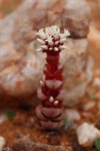 columnaris ssp prolifera NW Steinkopf (photo Mike Thewles)