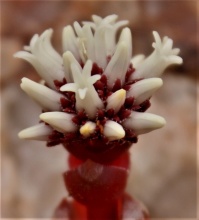 columnaris ssp prolifera NW Steinkopf (photo Mike Thewles) (2)