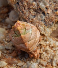 columnaris ssp. prolifera W Hoechster, Sperrgebiet