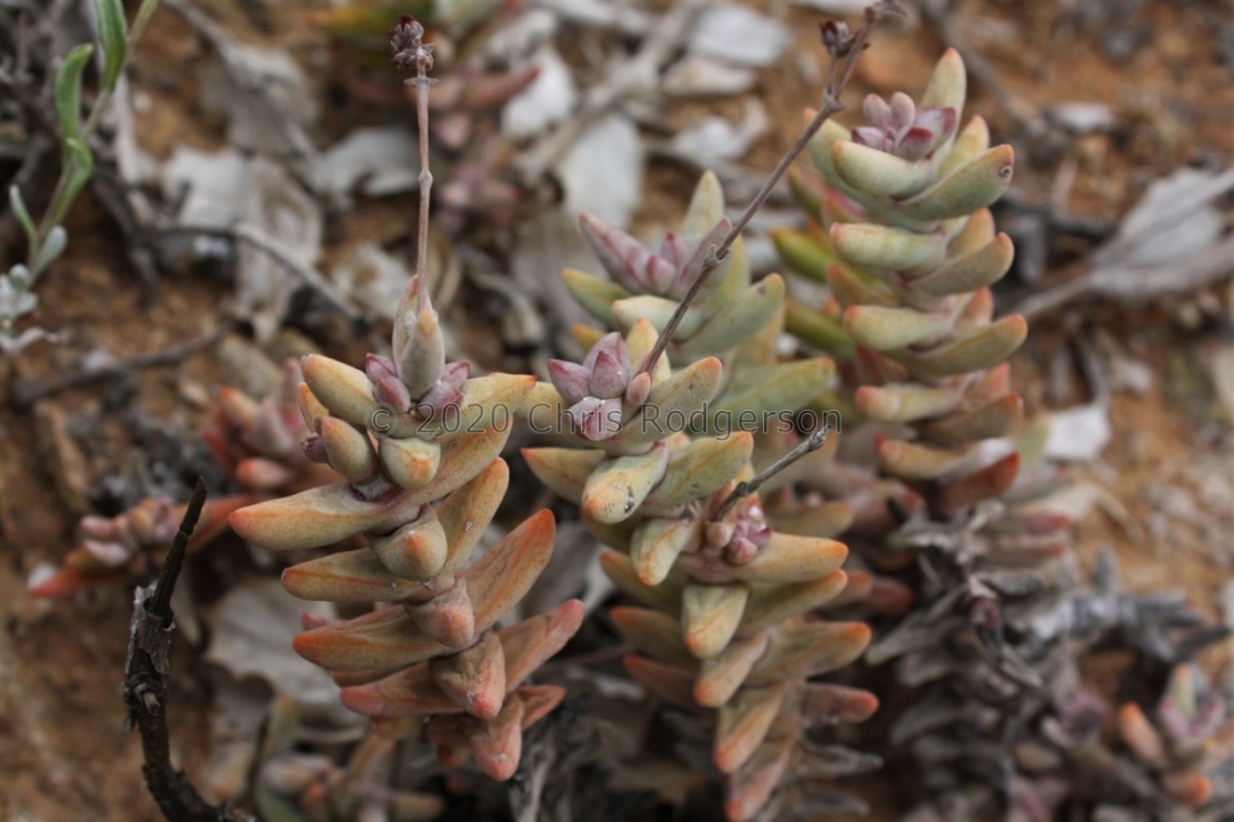 grisea NE Richtersveld (photo Mike Thewles)