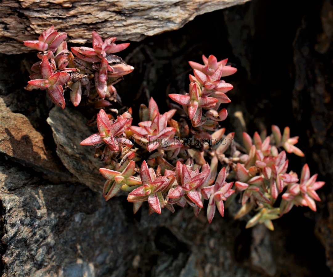 rupestris ssp.commutata SE Rosh Pinah (photo Mike Thewles) (2).JPG