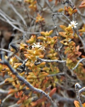 rupestris ssp.commutata E Aurus, Sperrgebiet (2)