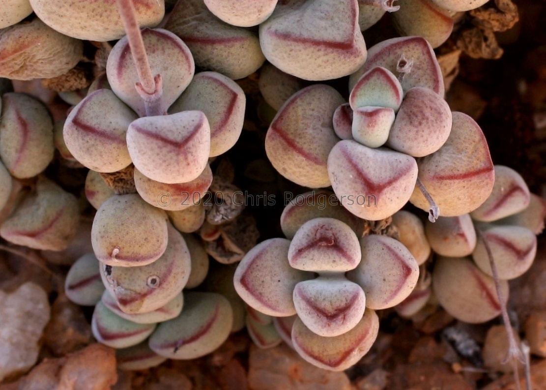 sericea E Bushmanland (photo Mike Thewles) (2)