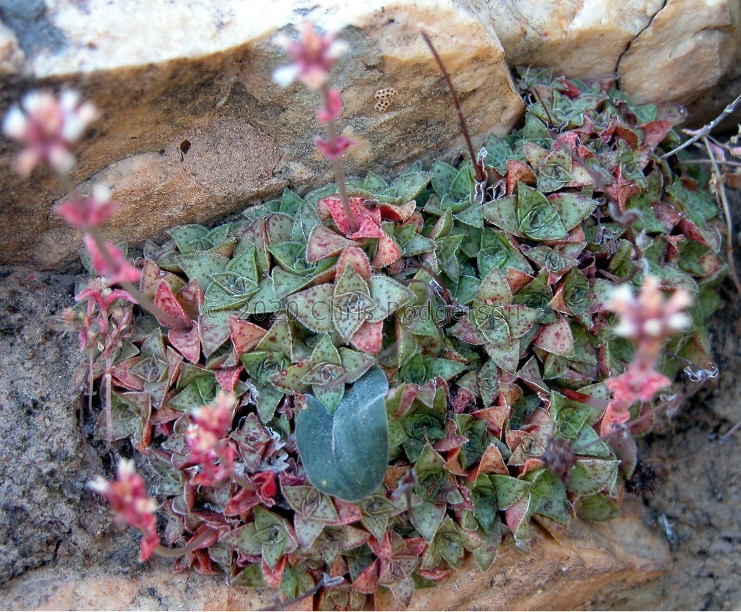 exilis ssp.cooperi Klawer (photo Jean-Andre' Audissou).JPG