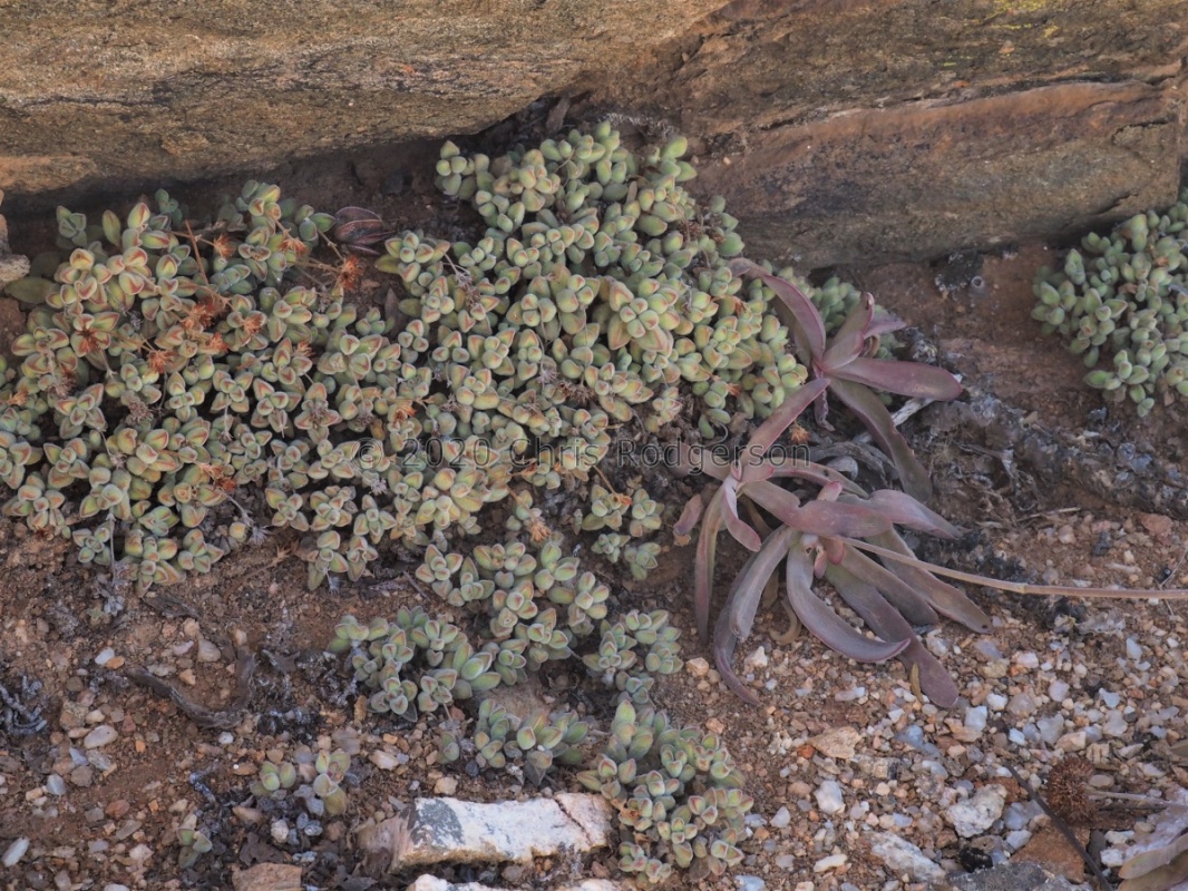 sericea 'suavis' SE Eksteenfontein (photo Alice Vanden Bon)