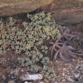 sericea 'suavis' SE Eksteenfontein (photo Alice Vanden Bon)