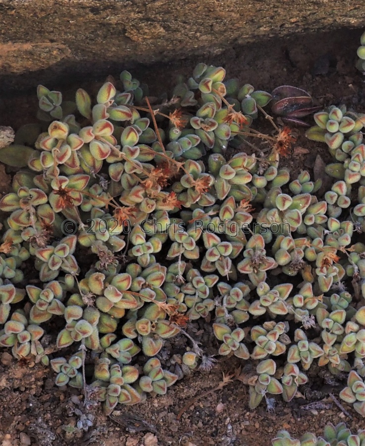P4274937.1.jpg