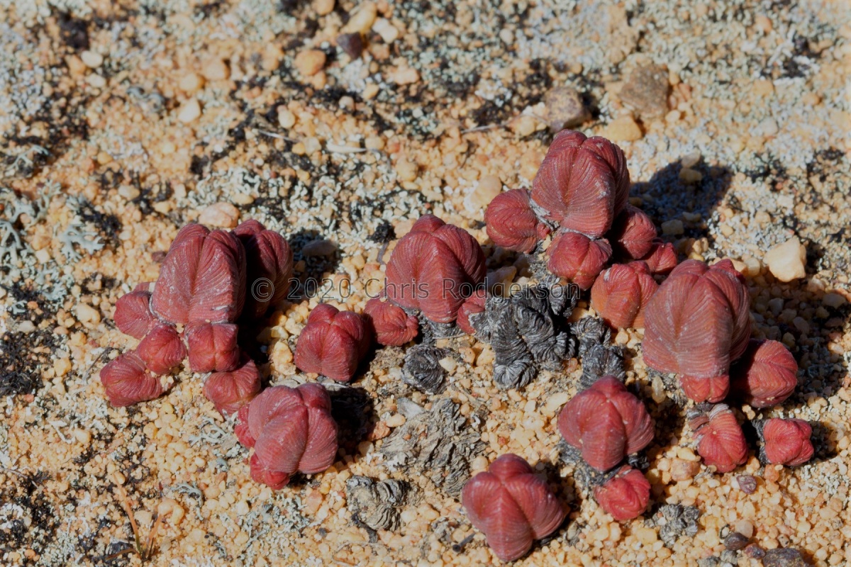 pyramidalis E Citrusdal (photo Andy Young).jpg