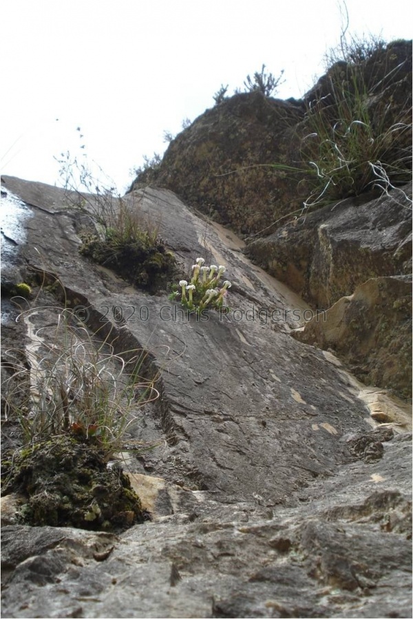 obtusa (photo Judd Kirkel Welwitch).jpg