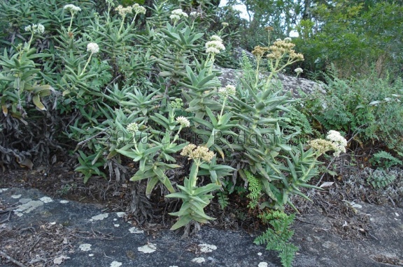 perfoliata var.heterotricha Zimbabwe (photo Judd Kirkel Welwitch)