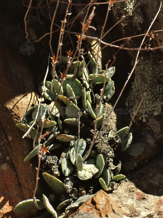 leucophyllus (photo Norbert Kleinmichel).jpg