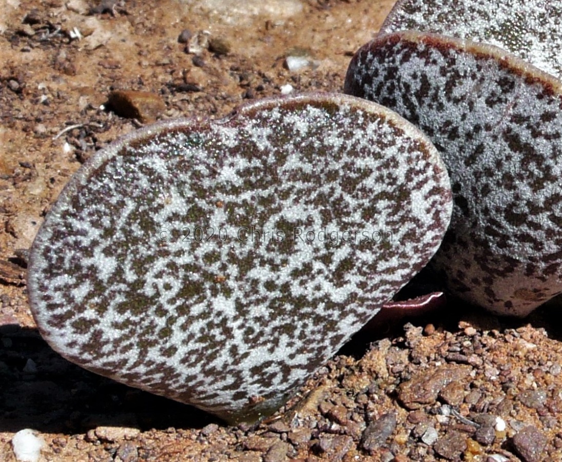 bicolor (photo Jean Andre' Audissou) (2).jpg