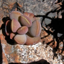liebenbergii ssp. liebenbergii