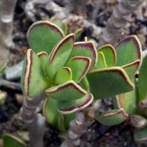 caryophyllaceus
