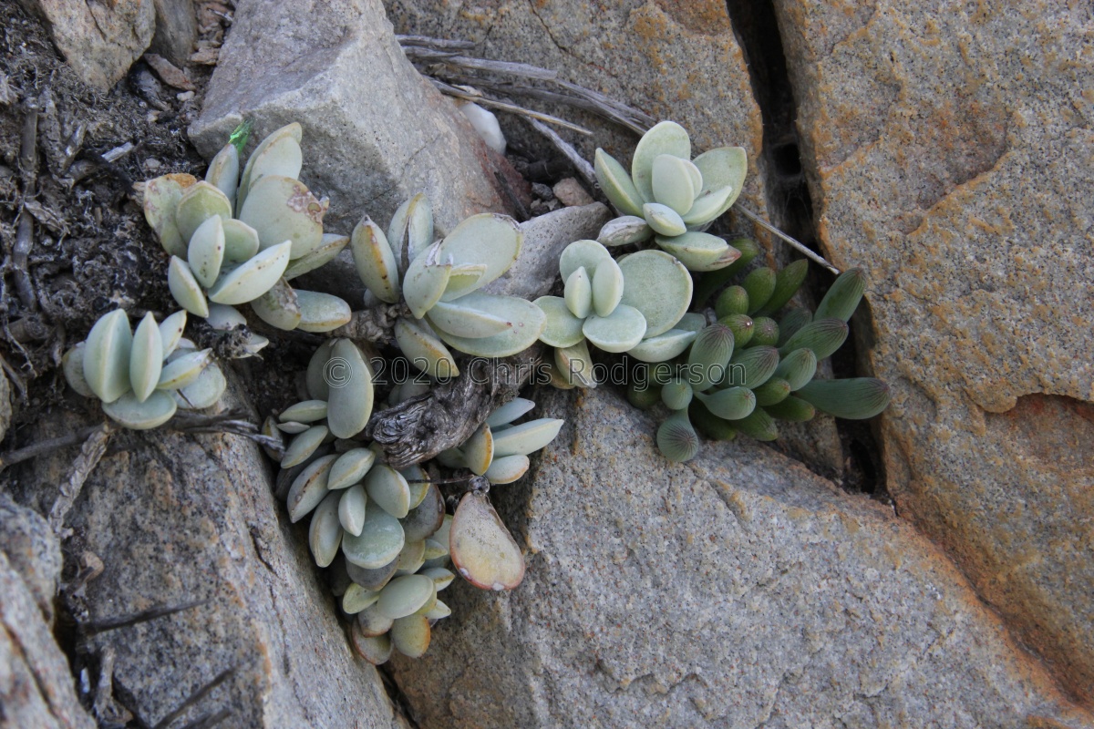 leucophyllus Montagu (photo Frantisek Vesely).JPG