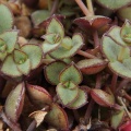pellucida ssp.marginalis DT6579 W Hankey
