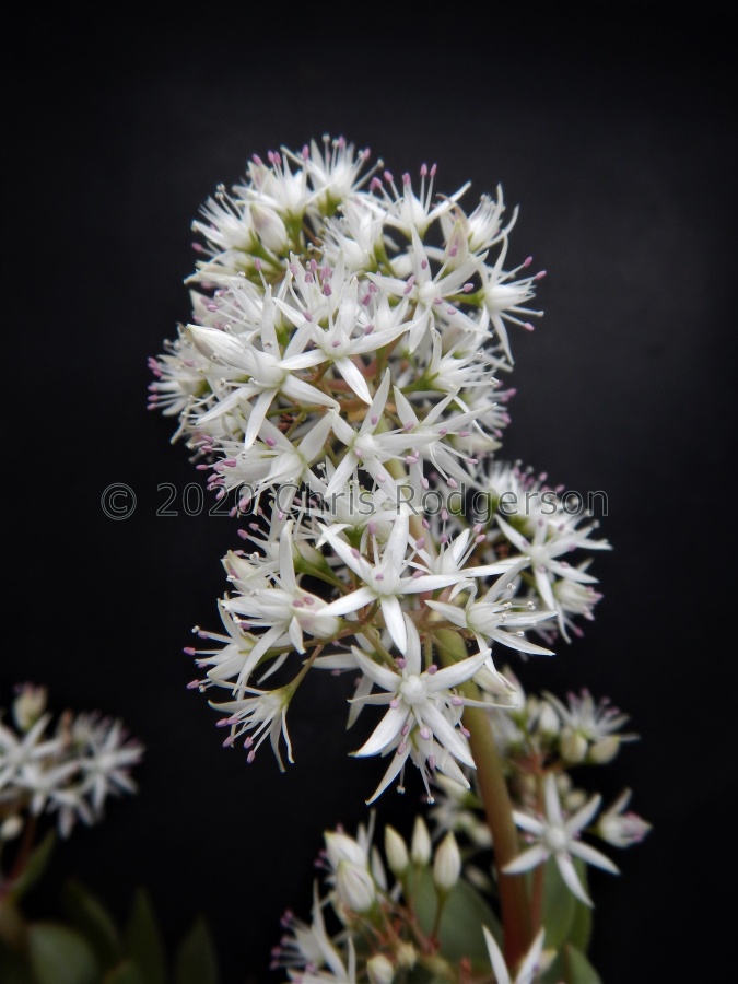 lactea (2).JPG