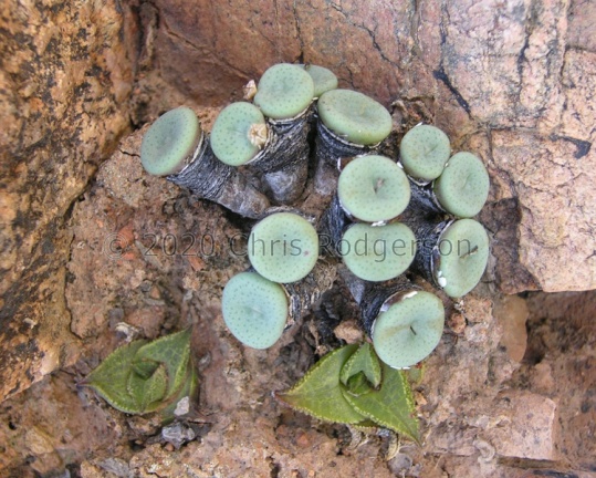 jucundum ssp.ruschii Eksteenfontein (photo Jean-Andre' Audissou)