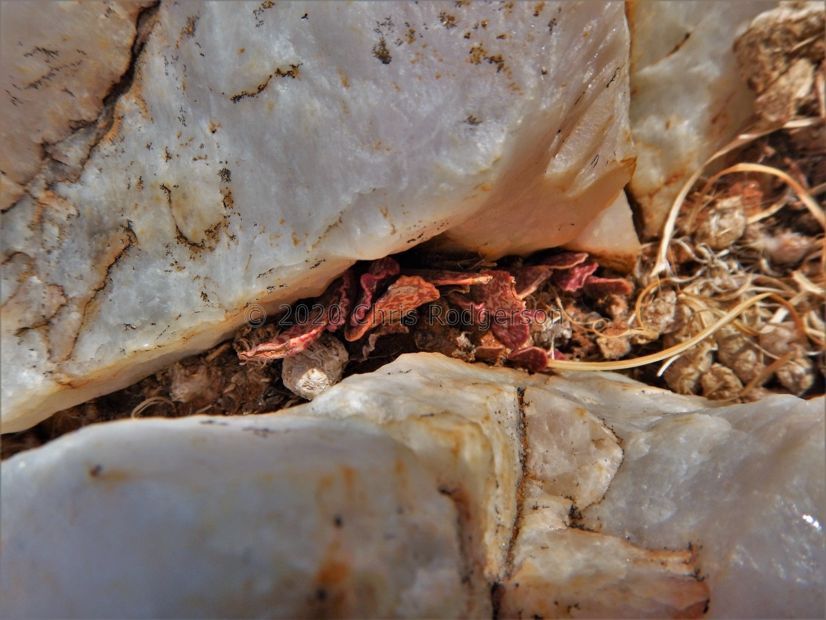 schuldtianus E Bushmanland (2).JPG