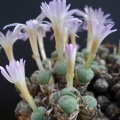 orbicum clonotype SUG9330