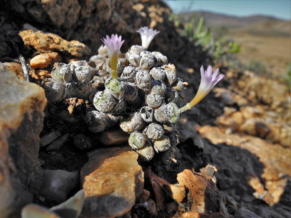 orbicum S Eksteenfontein.JPG