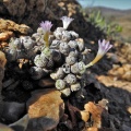 orbicum S Eksteenfontein