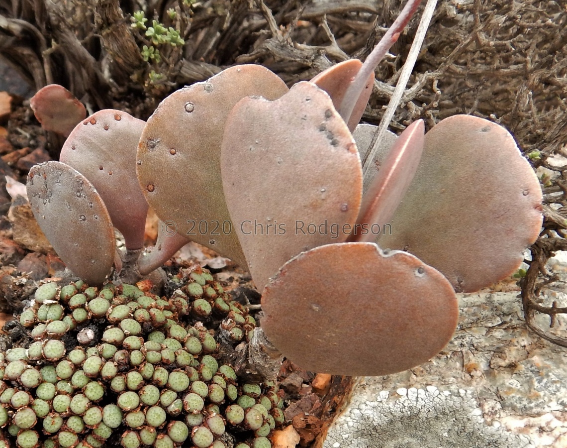 alstonii NW Steinkopf (2).JPG