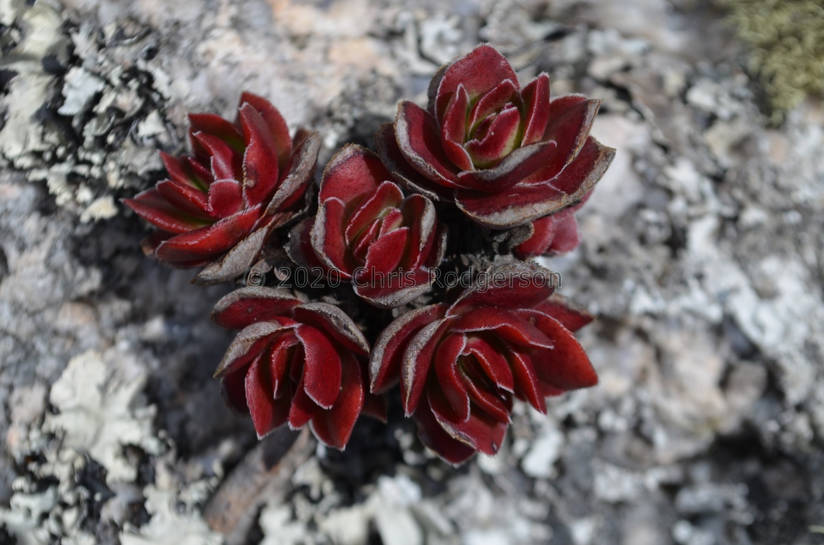 globularioides PV7623 Tanzania.jpg