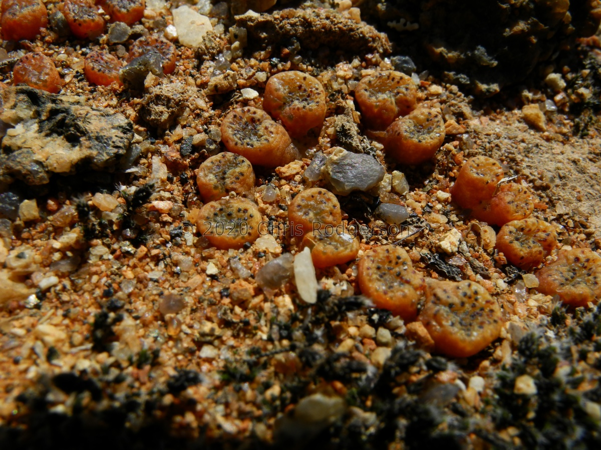pellucidum var.lilianum S Garies (3).JPG