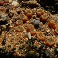 pellucidum var.lilianum S Garies (3)