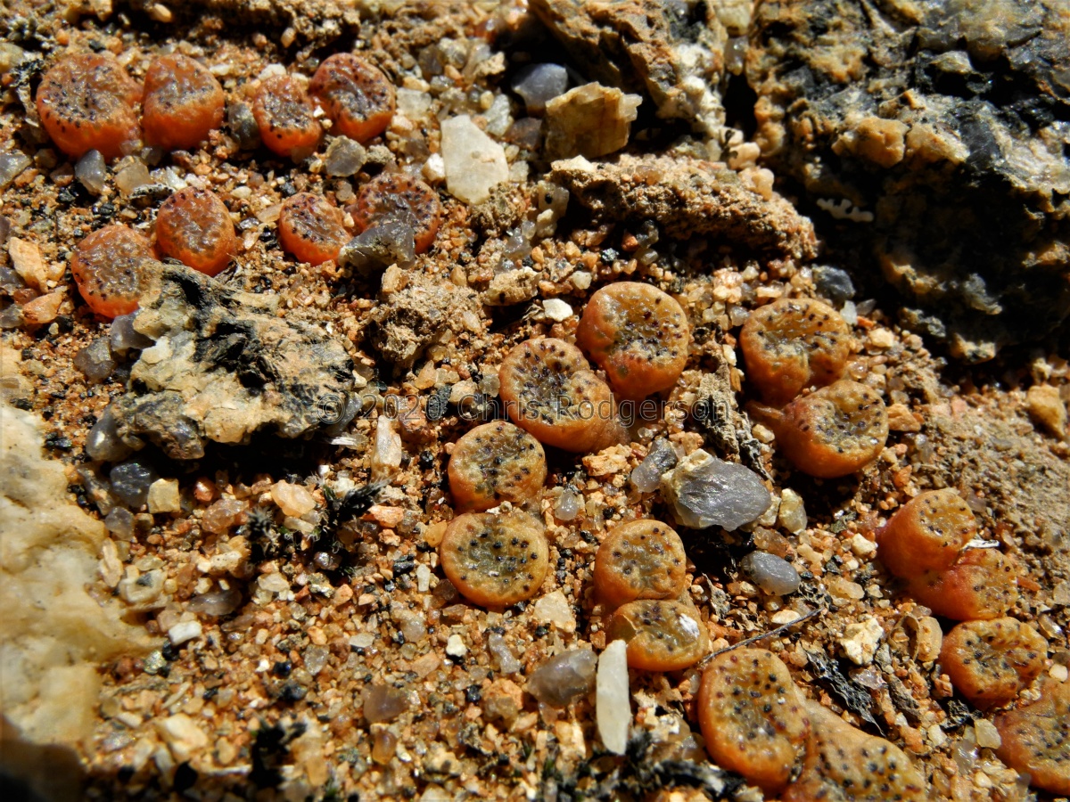 pellucidum var.lilianum S Garies (4).JPG