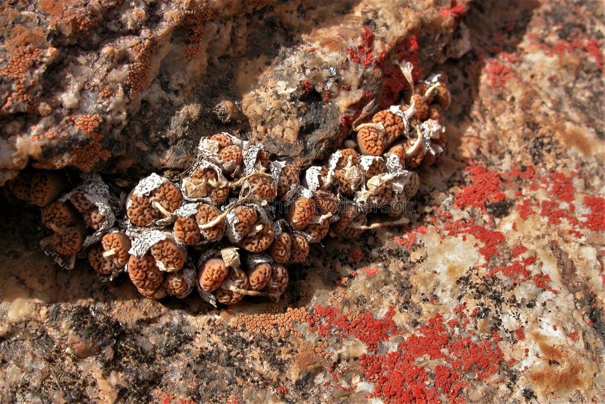 pellucidum var.neohallii S Springbok (3).JPG