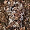 pellucidum var.neohallii S Springbok (9)