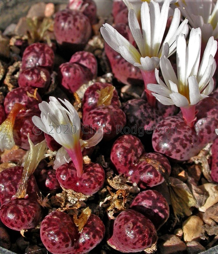 pellucidum var.neohallii cv.Makin's Plum.jpg