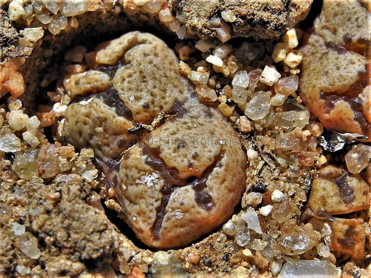 pellucidum var.terricolor SSW Springbok (7).JPG
