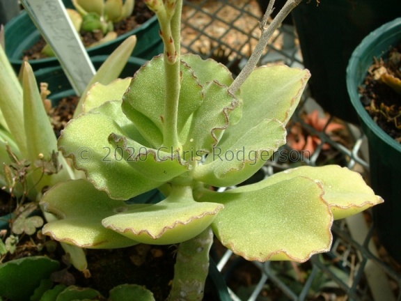 cristatus var. zeyheri (EVJ Kirstenbosch cultivation) (2)