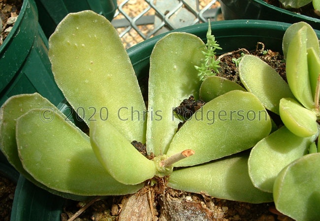 cristatus var. mzimvubuensis (EVJ Kirstenbosch cultivation).jpg