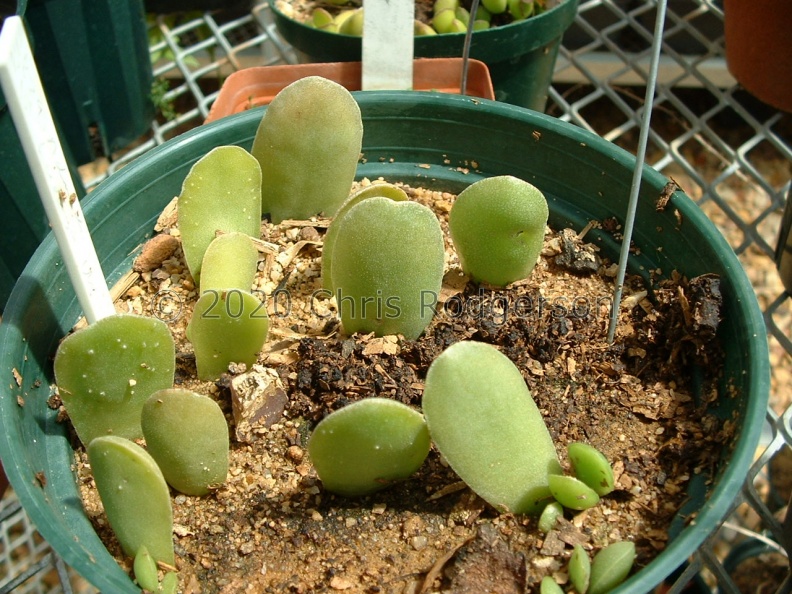cristatus var. mzimvubuensis (EVJ Kirstenbosch cultivation) (2).JPG