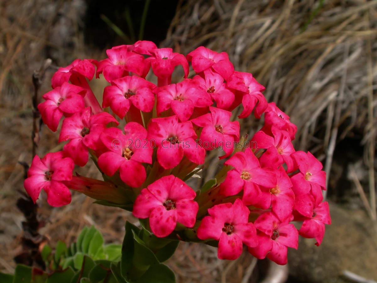 coccinea (photo Adam Harrower) (5).jpg