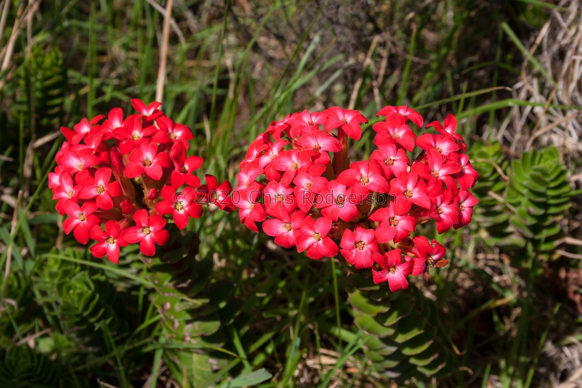 coccinea (photo Adam Harrower) (2).jpg