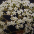 badspoortensis EVJ17169 (2)