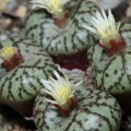 obcordellum (photo Etwin Aslander)