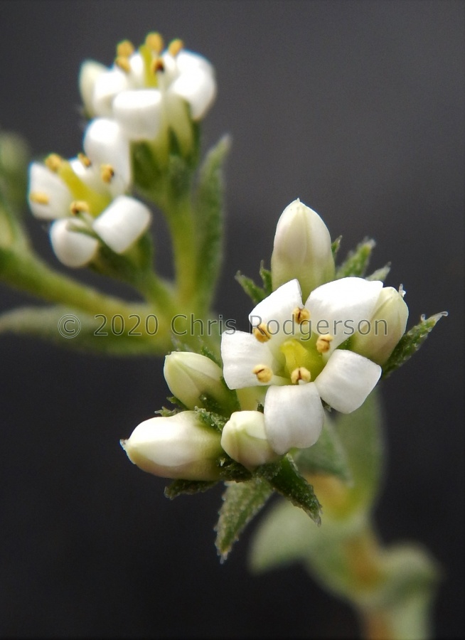 pruinosa (2).JPG