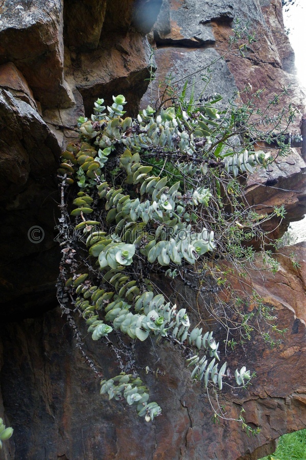 badspoortensis (photo James Deacon).jpeg